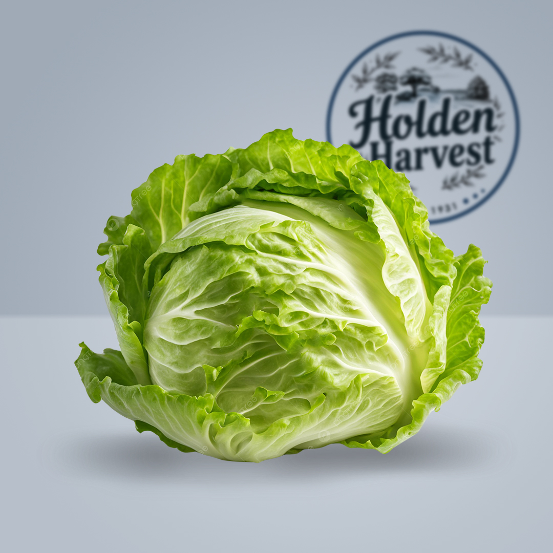 Iceberg lettuce